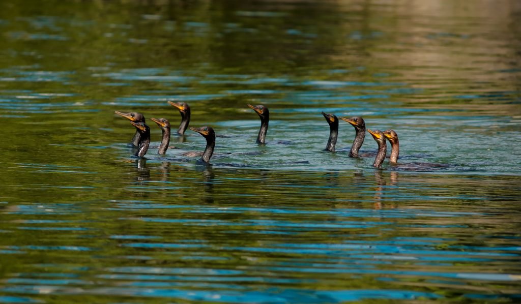 Kerala houseboat tour in Alleppey a top birding destination of India