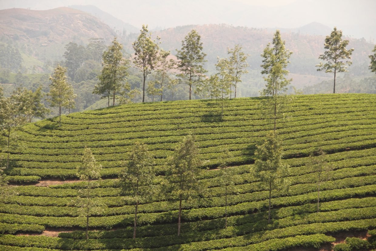 Alleppey Backwater Houseboat Tour with a visit to best locations in kerala